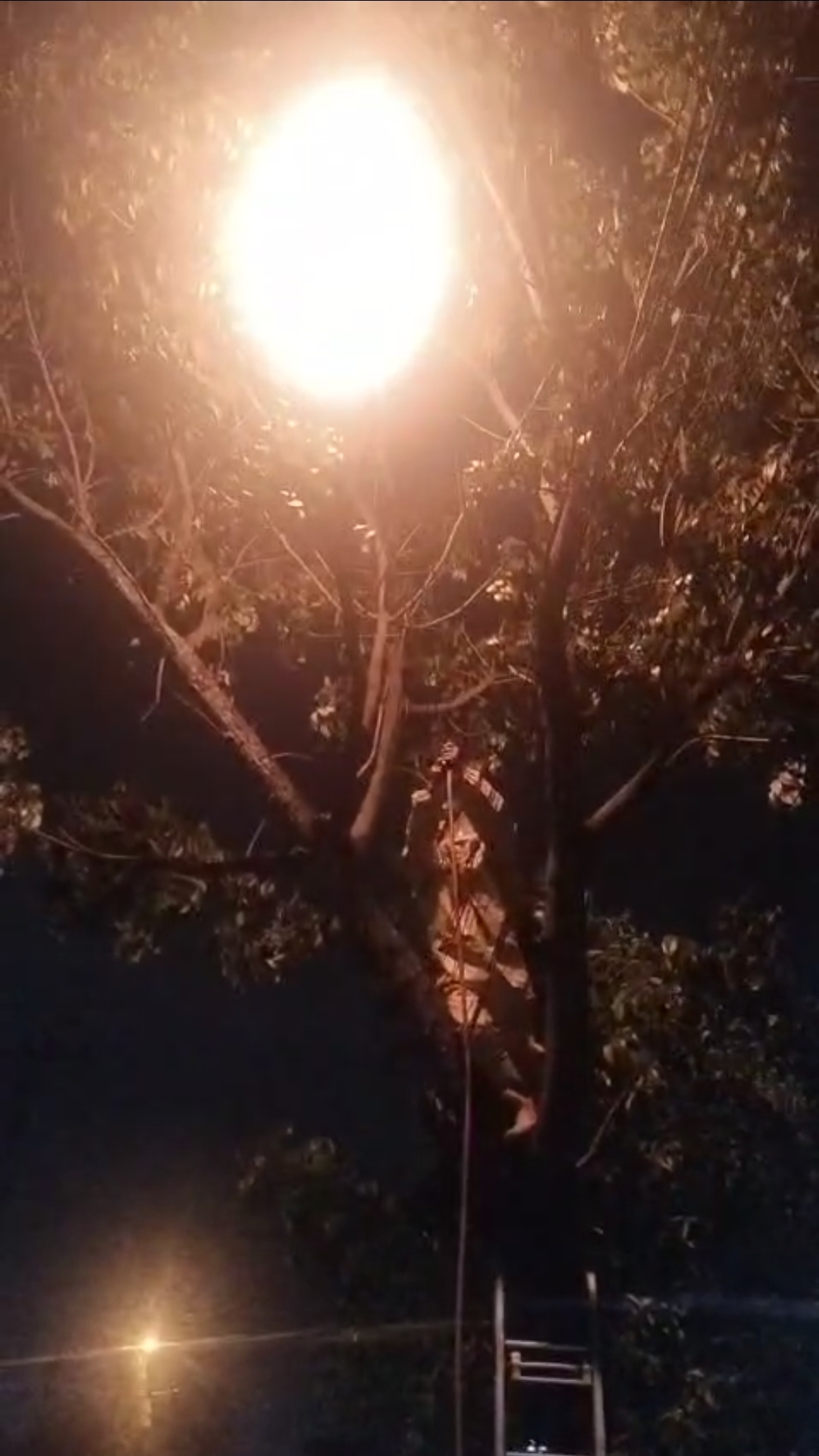 Penanganan Sarag Tawon