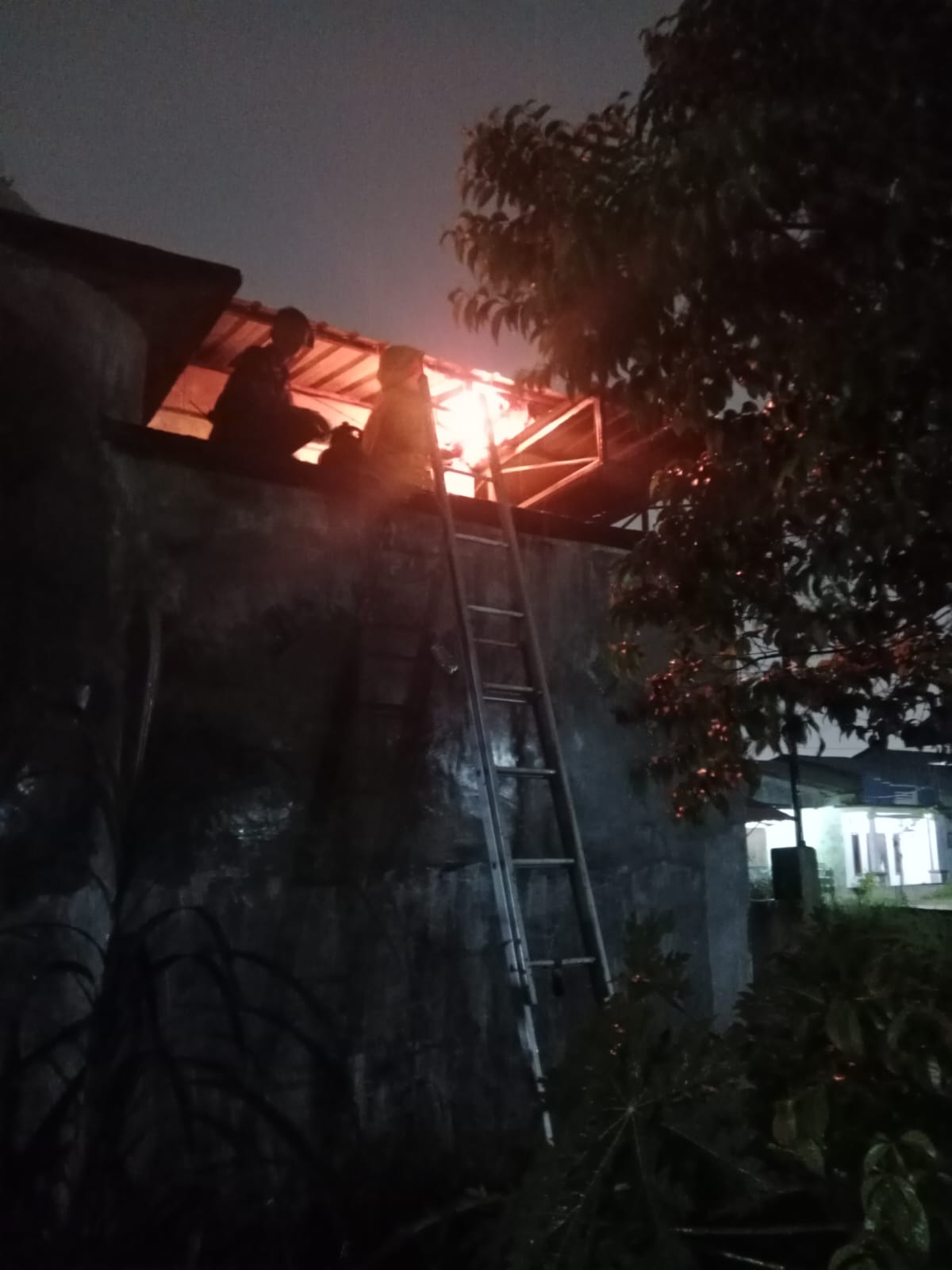 Penanganan Sarang Tawon