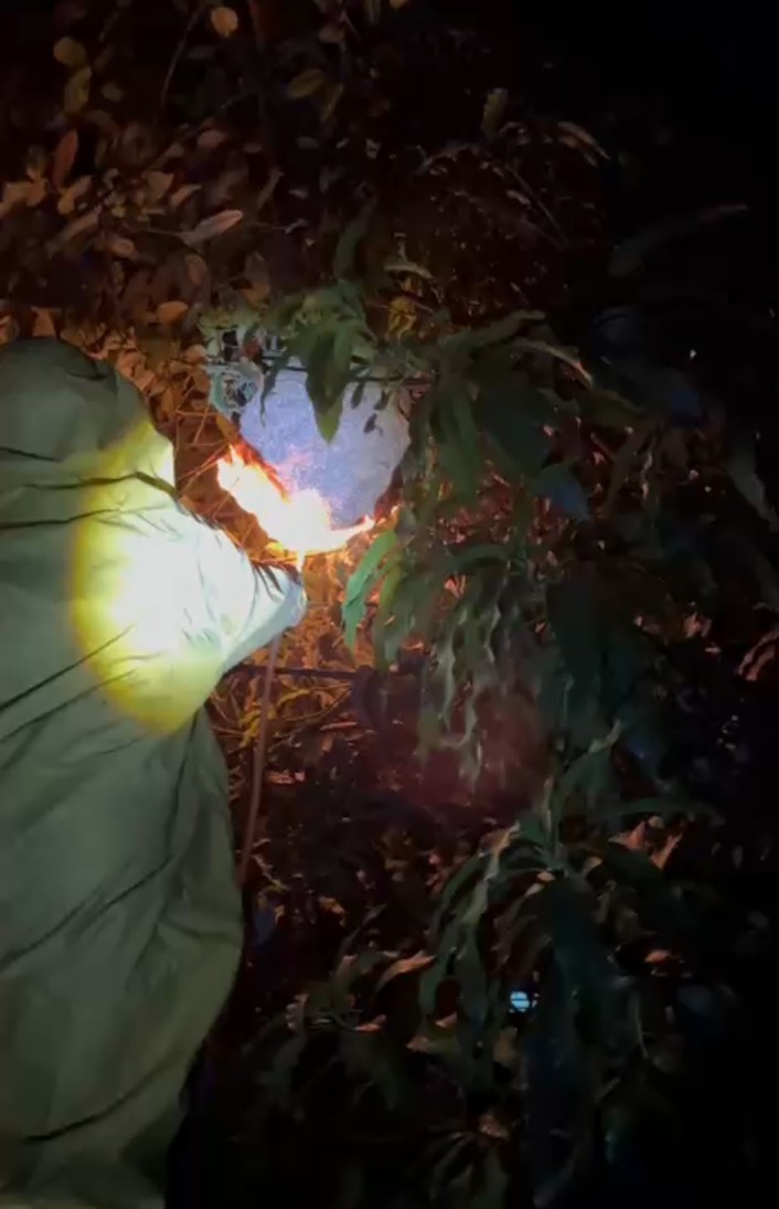 Pemusnahan Sarang Tawon