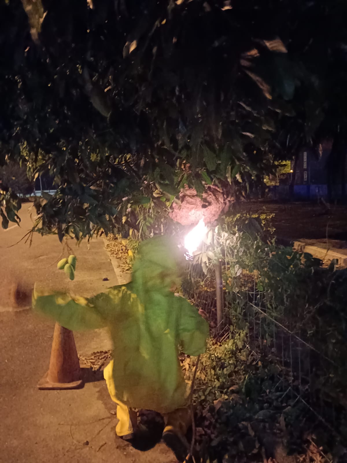Penanganan Sarang Tawon