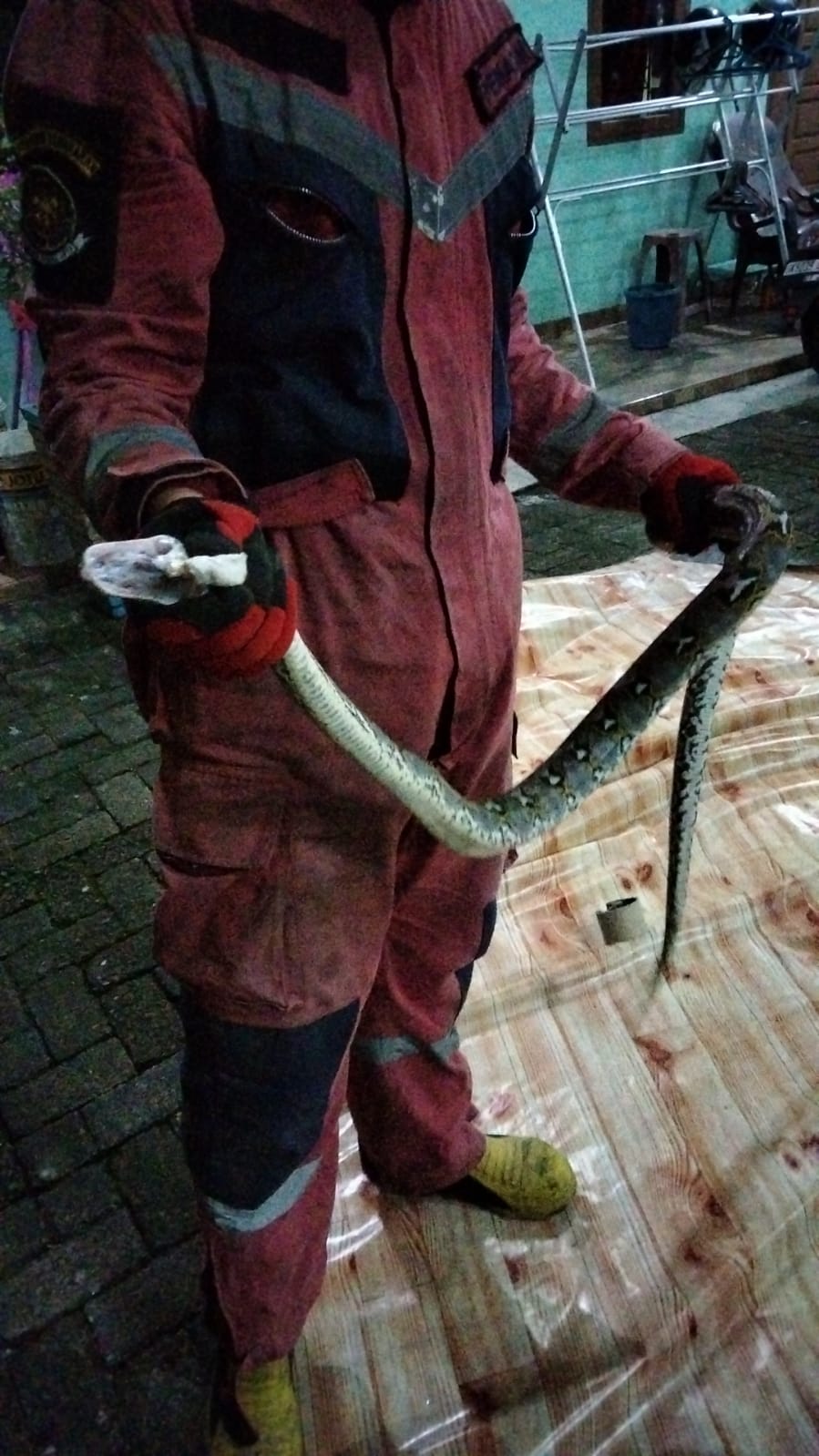 Evakuasi Ular