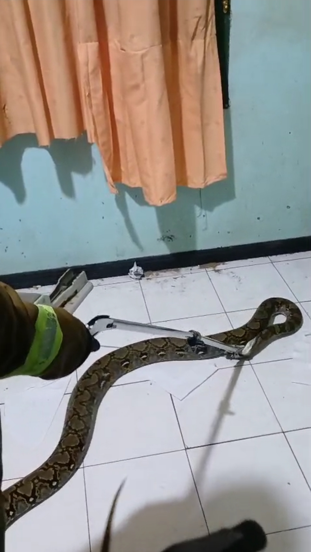 Evakuasi Ular