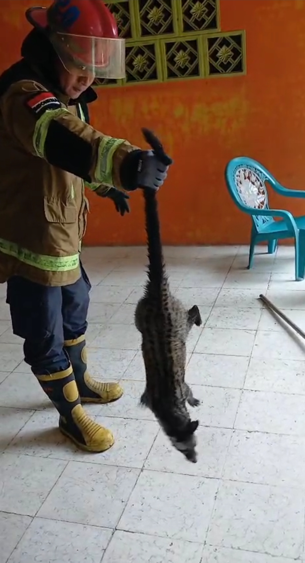 Evakuasi Musang