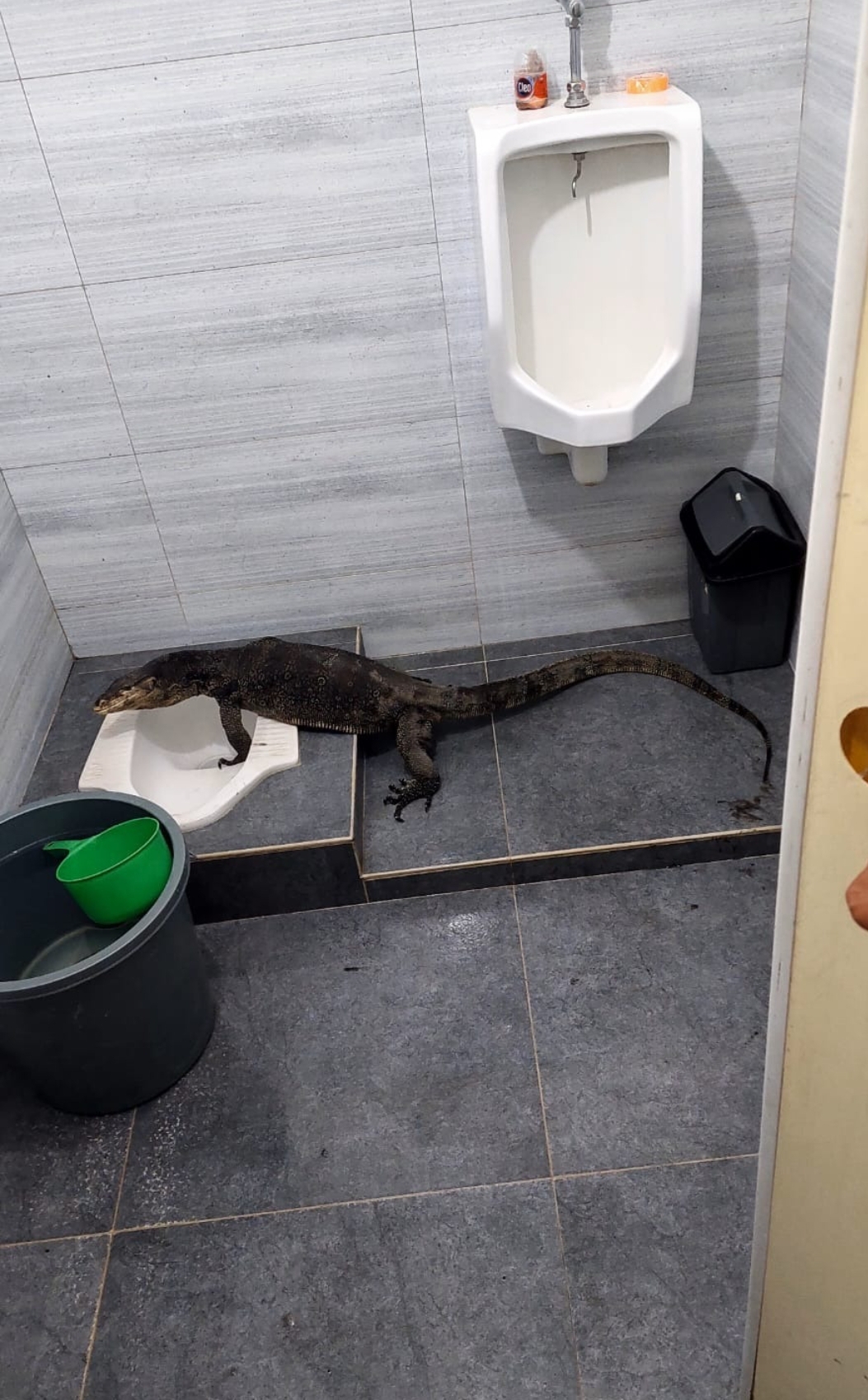 Evakuasi Biawak