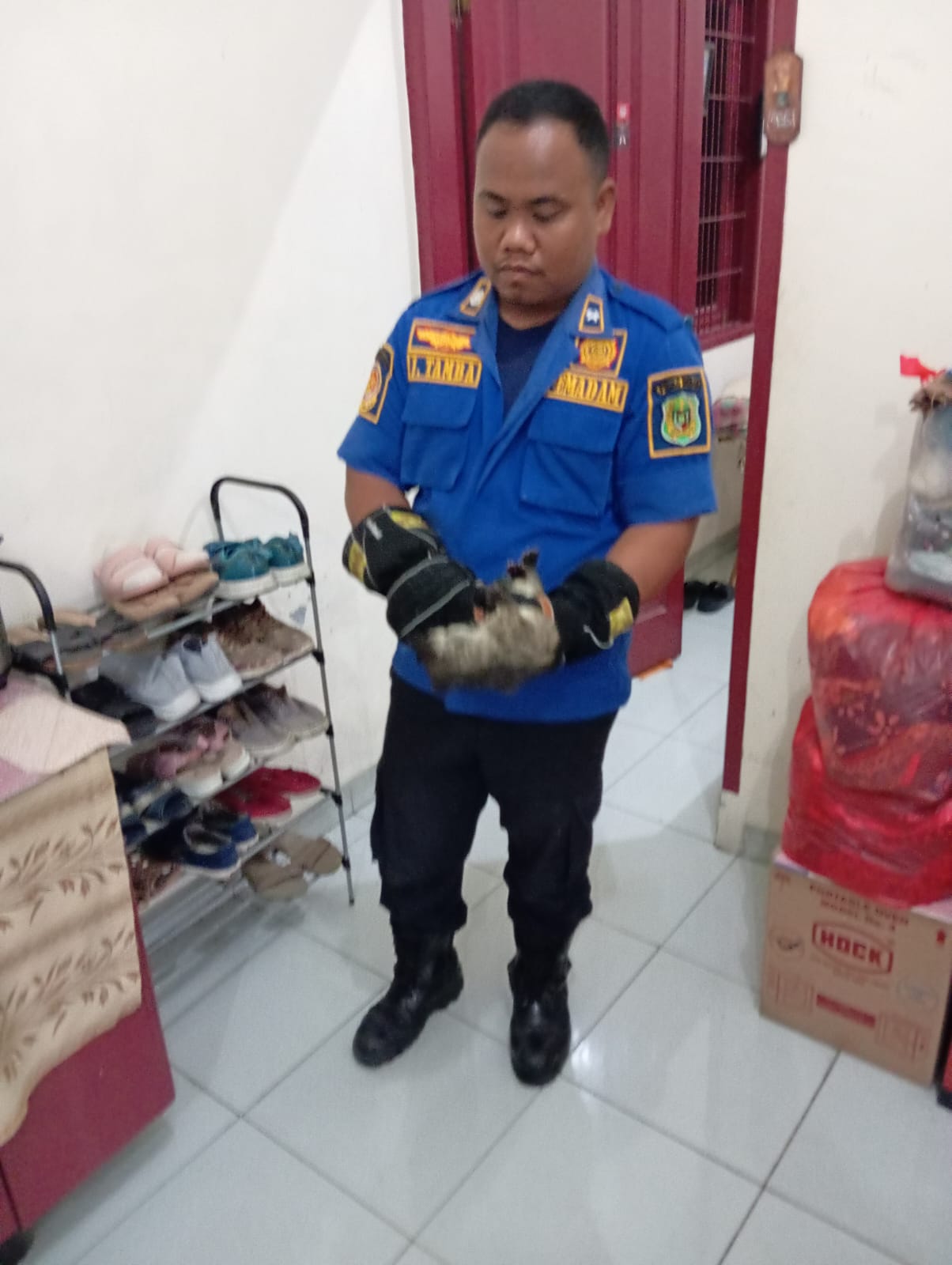 Evakuasi Musang
