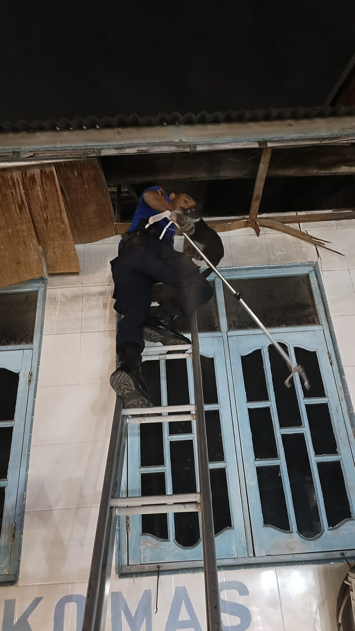 Evakuasi Kucing