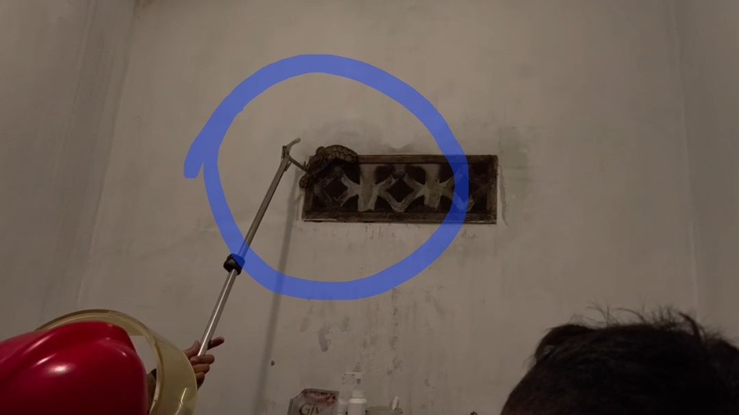 Evakuasi Ular