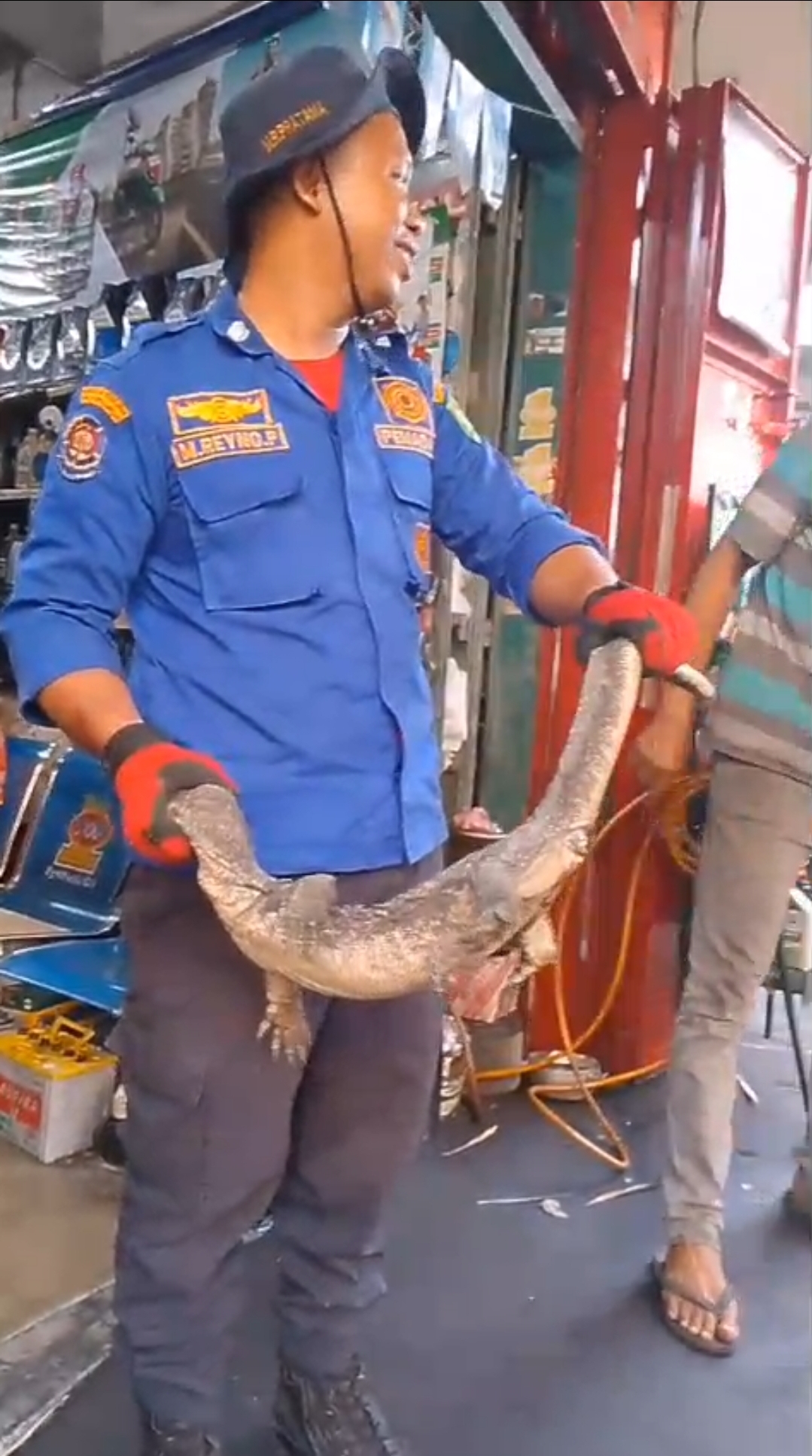Evakuasi Biawak