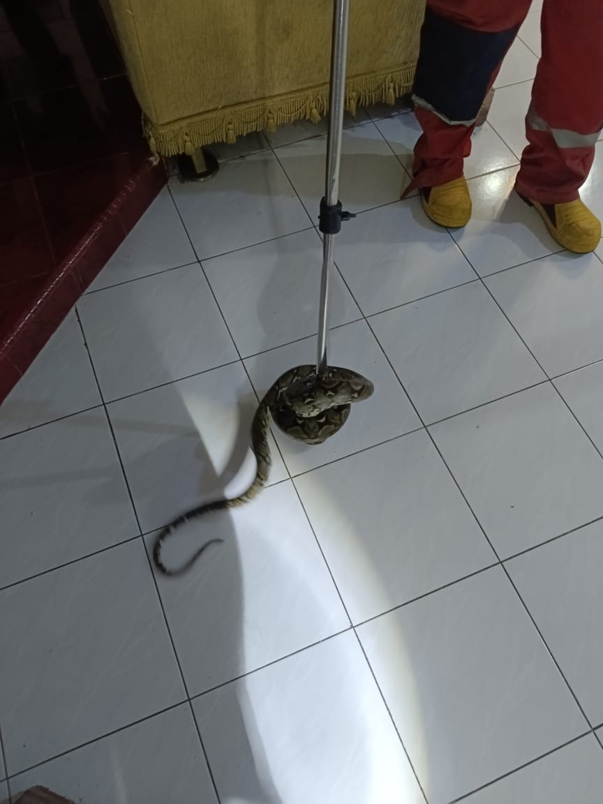 Penangkapan Ular di Dalam Rumah