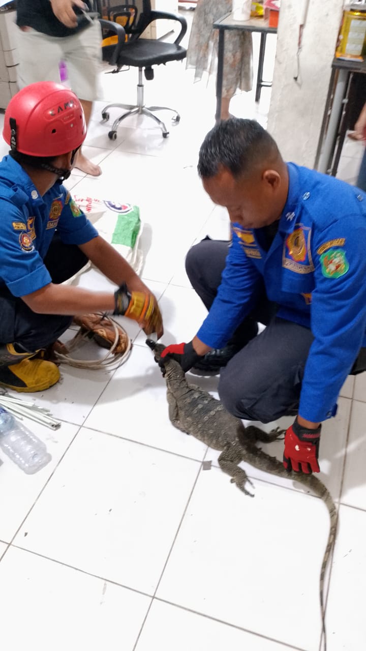 Evakuasi Biawak