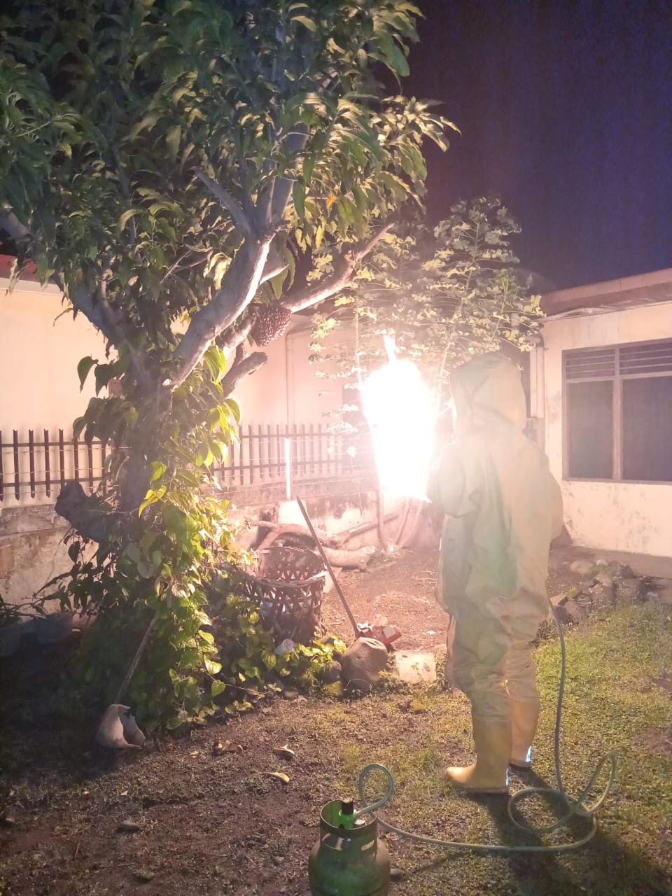 Penanganan Sarang Tawon
