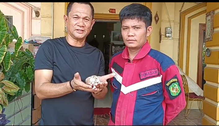 Penyelamatan Anak Kucing di Selang Wastafel