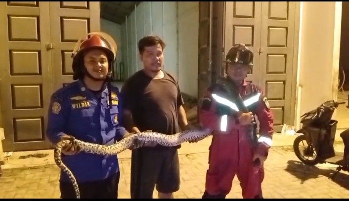Penangkapan Ular di Gudang