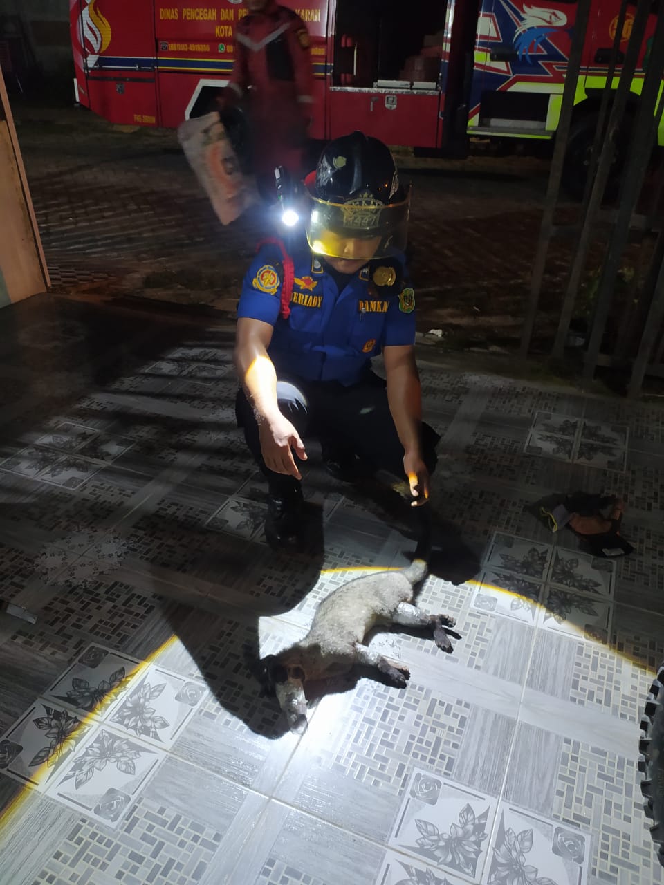 Evakuasi Musang