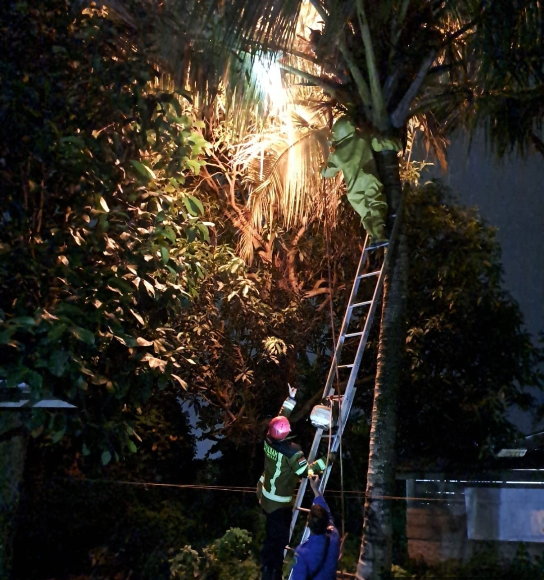 Penanganan Sarang Tawon