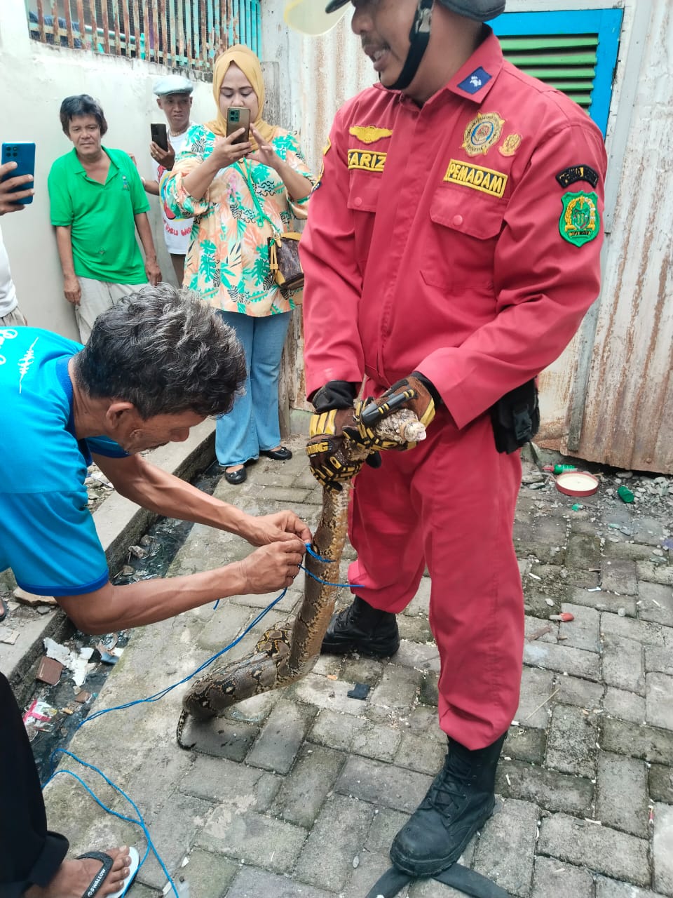 Evakuasi Ular