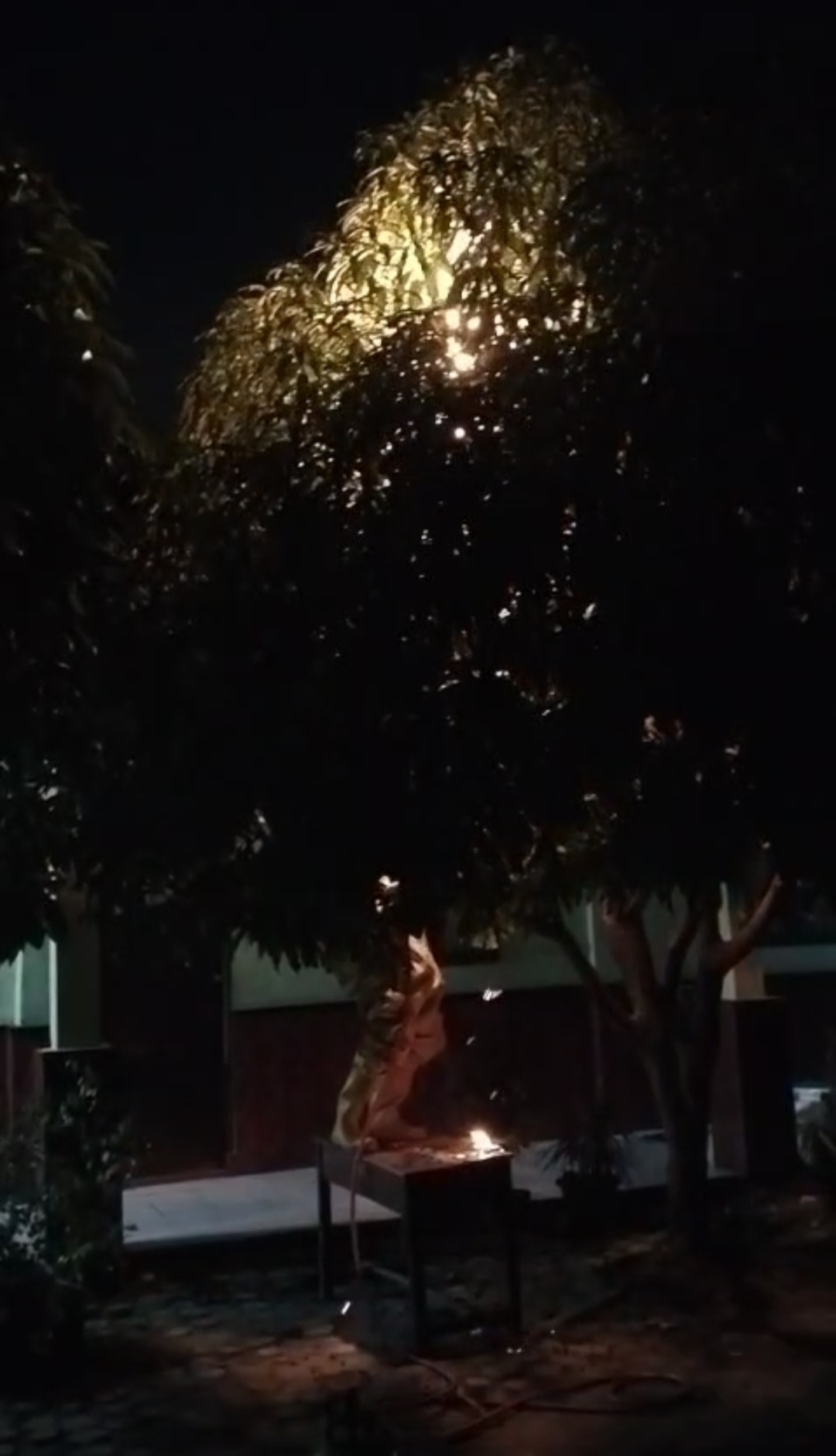 Penanganan Sarang Tawon