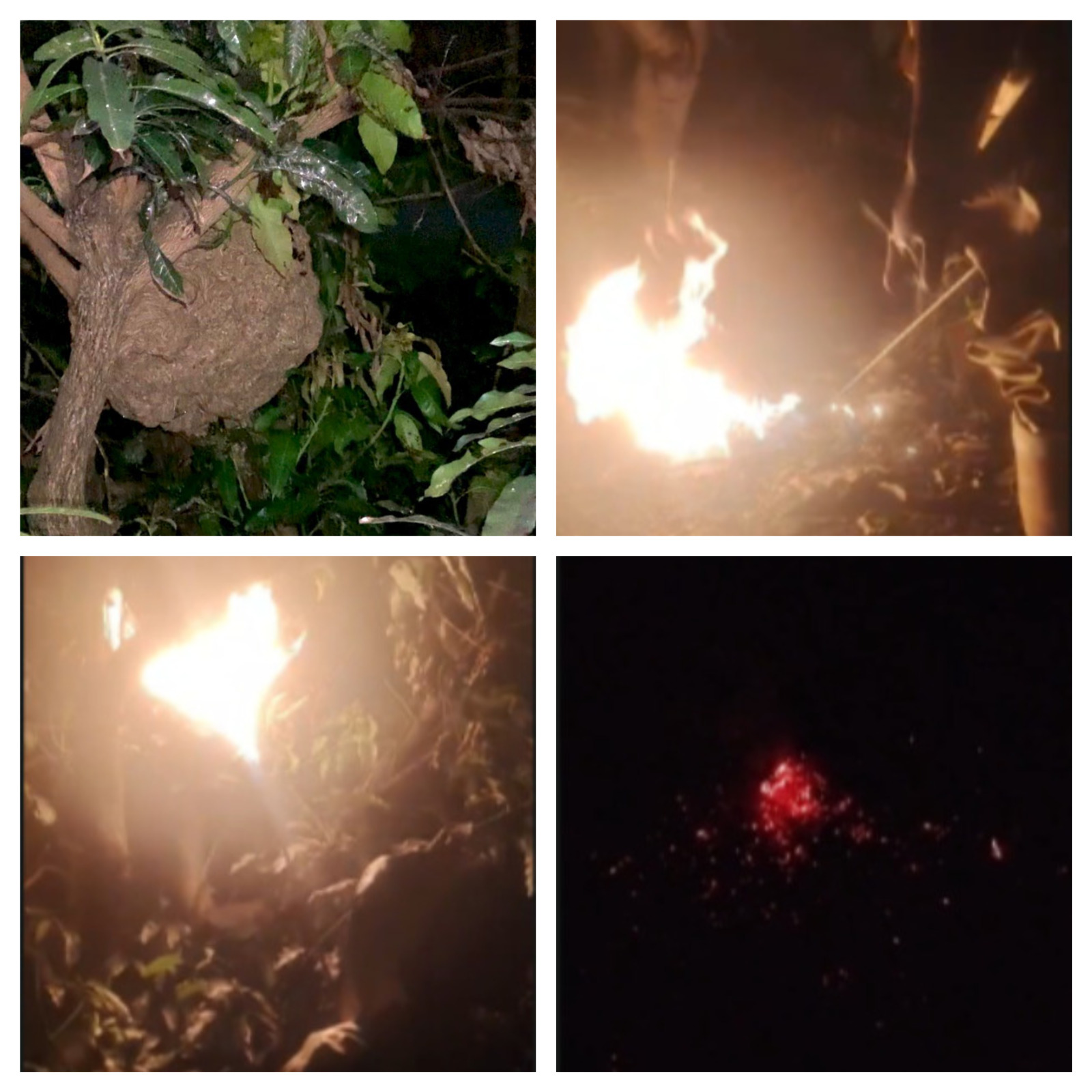 Penanganan Sarang Tawon