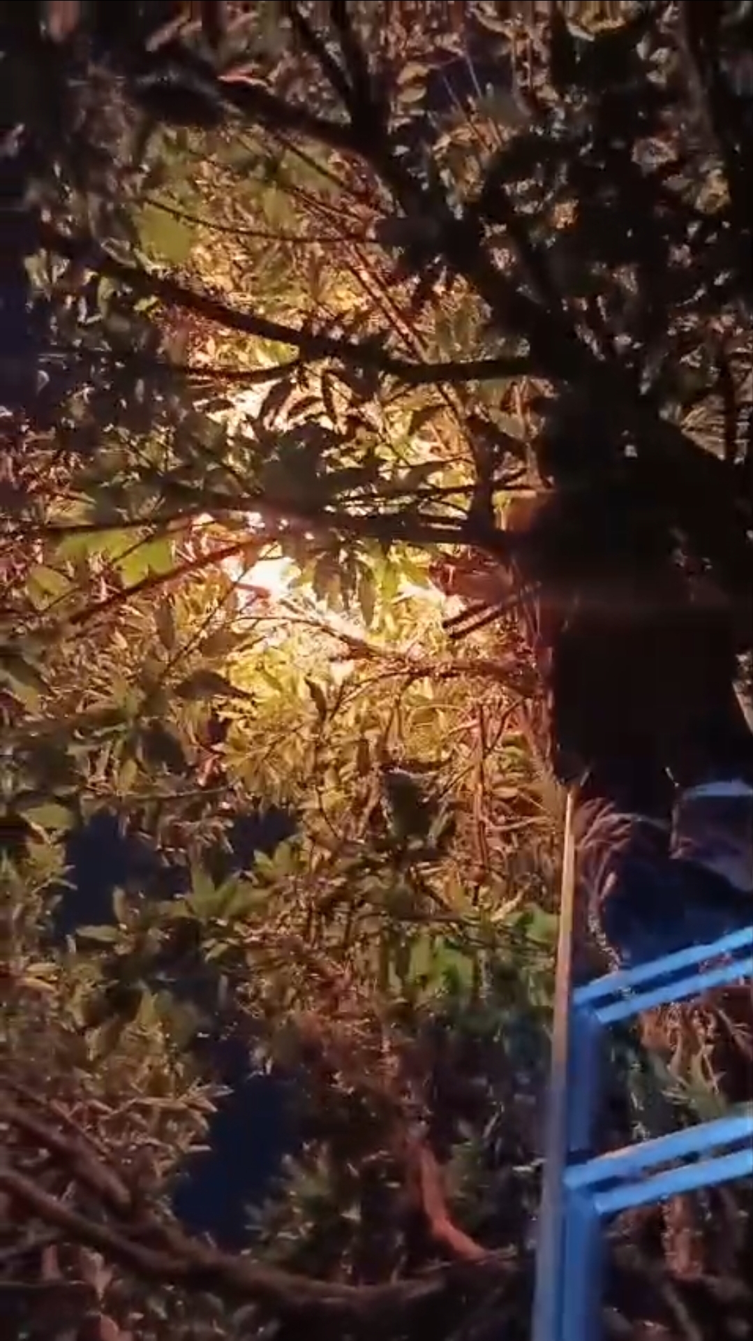 Penanganan Sarang Tawon