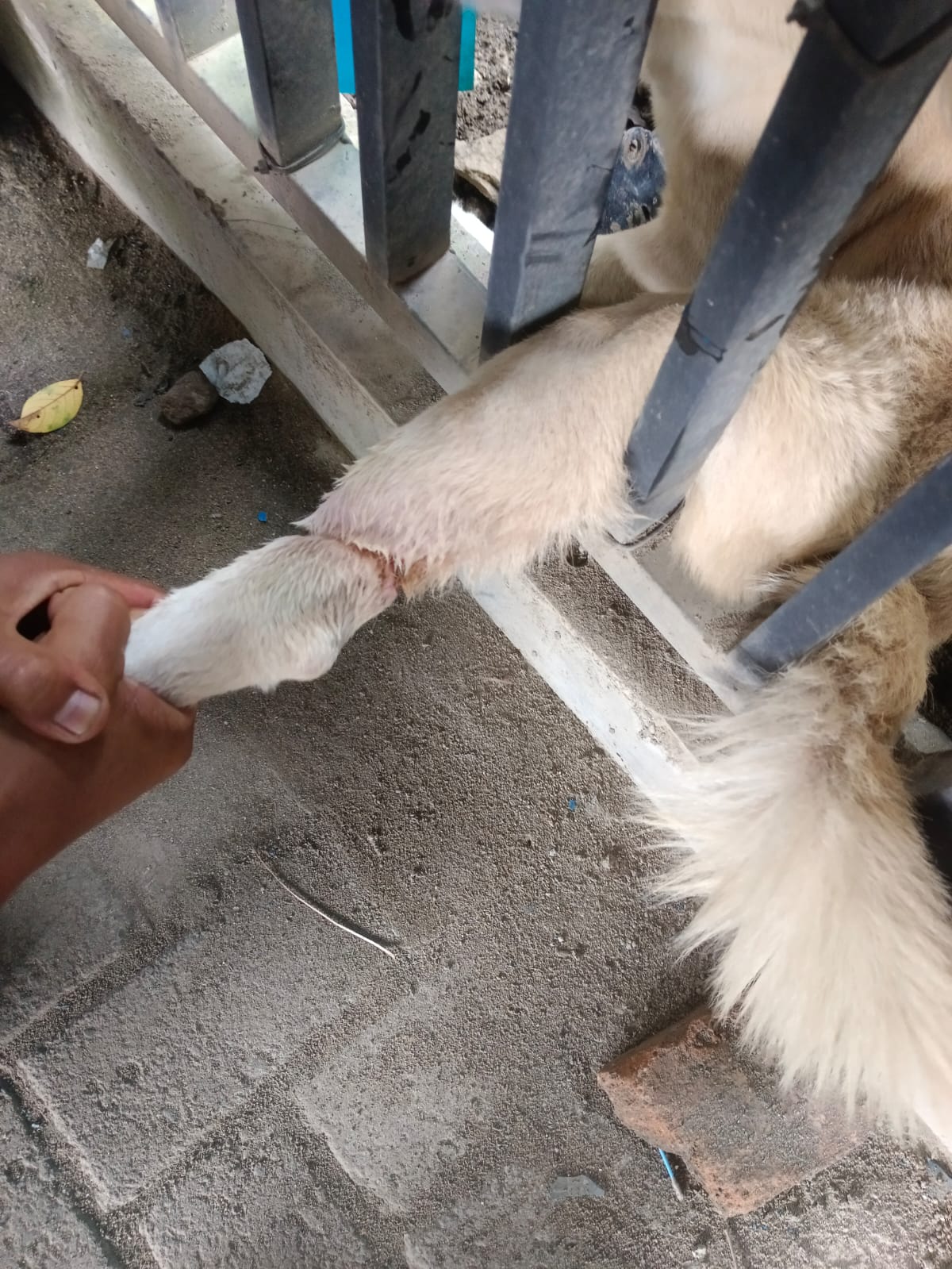 Rescue Binatang (Anjing)