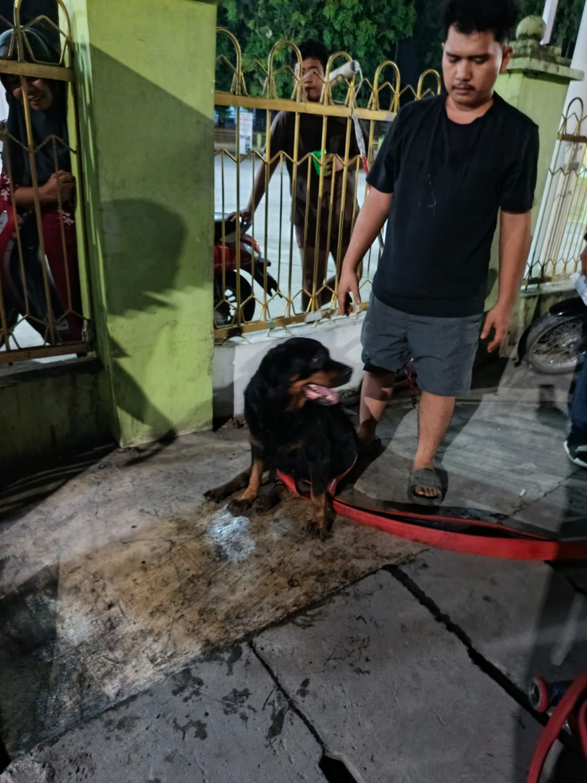 Evakuasi Anjing