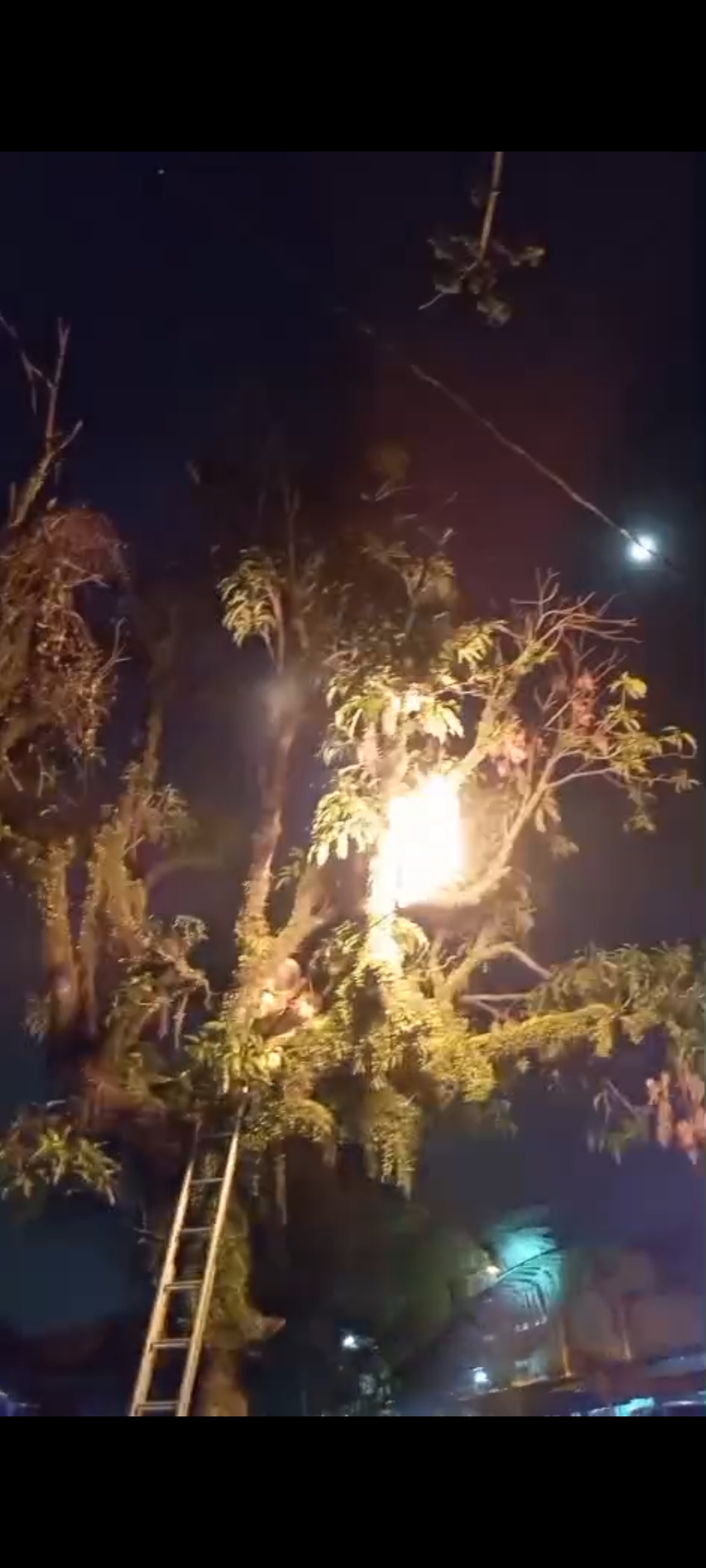 Pemusnahan Sarang Tawon