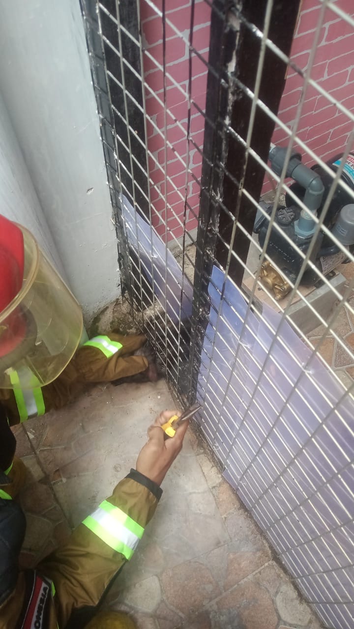 Penyelamatan Kucing Tersangkut di Pintu Kandang